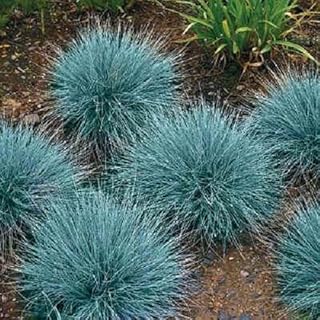 Blue Fescue Ornamental Grass