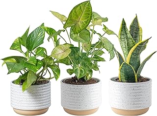 Costa Farms Indoor Houseplants Trio