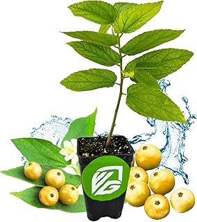 Jamaican Cherry Starter Plant
