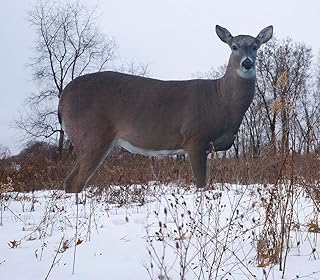 TCDesignerProducts 2D Wildlife Decoys