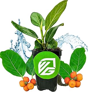 Audrey Fig Live Plant