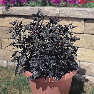 Black Pearl Hot Pepper Plant, Ornamental Edible, 4 Inch Pot, 2 Pack