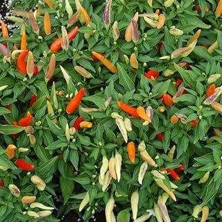 Chiliy Ornamental Pepper Plants