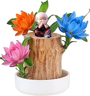 Brazilian Lucky Wood Hydroponic Plant